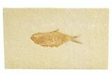 Detailed Fossil Fish (Knightia) - Wyoming #318677-1